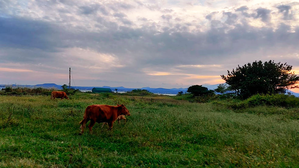 Cow on Udo Island Jeju