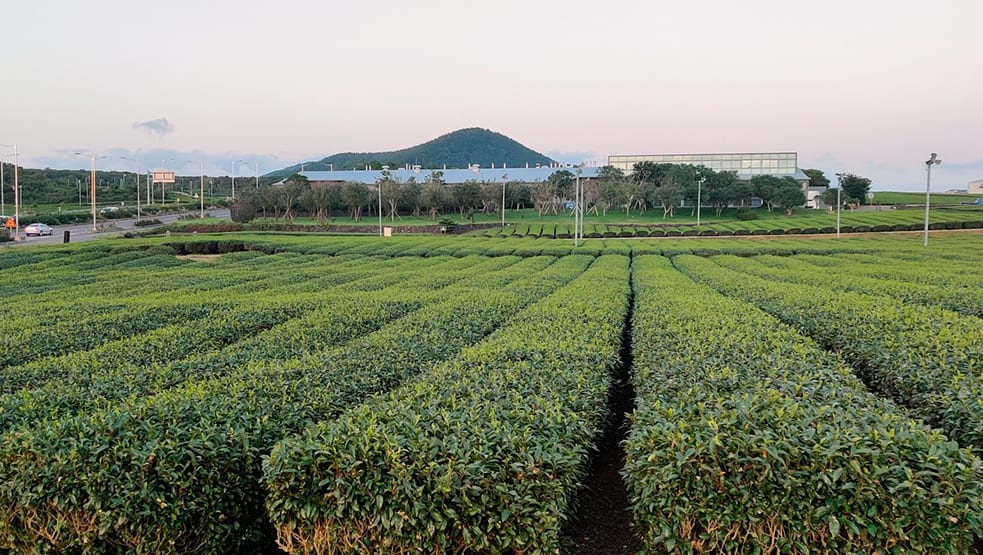 Matcha Fields at Osulloc Tea Museum Jeju